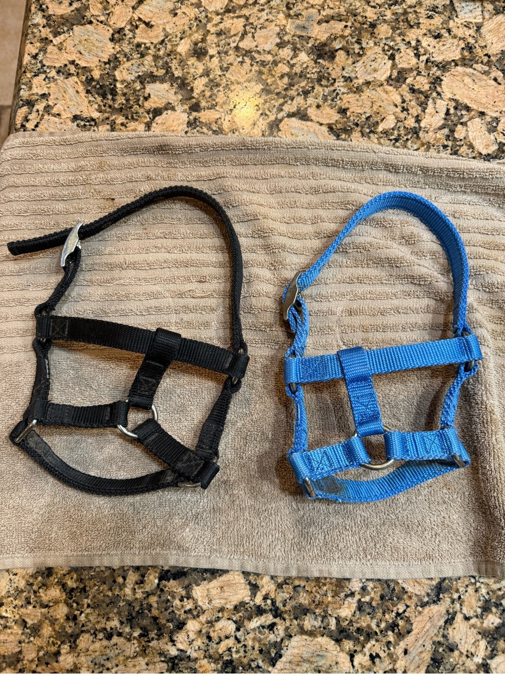 2 Equestrian halters for MINI horse Adjustable Nylon used - Royal Blue & Black